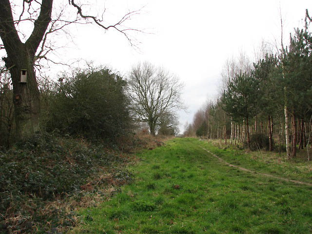 Pigney's Wood, North Walsham