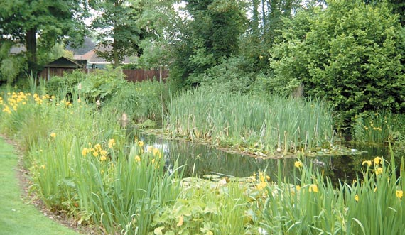 Bluebell Pond, North Walsham, Norfolk.
