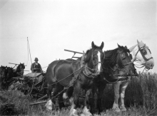 Binder drawn by 3 horses at Mr Payne's farm, Meeting Hill, North Walsham. Ling collection