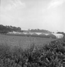 Hadfield Garden Centre, Yarmouth Road
