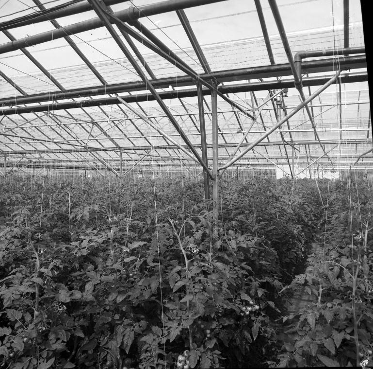 Photograph. Hadfield Garden Centre, Yarmouth Road (North Walsham Archive).
