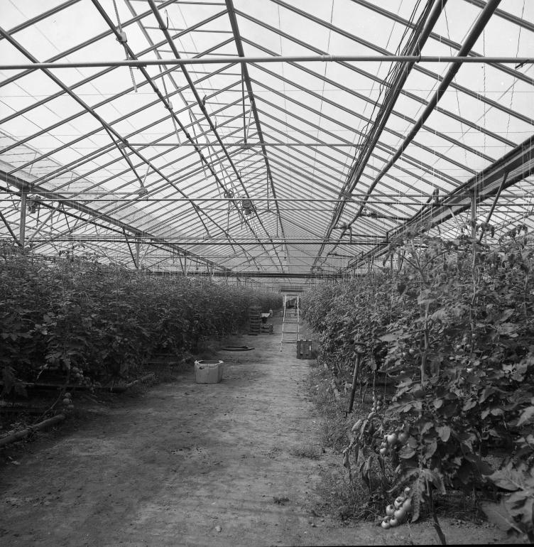 Photograph. Hadfield Garden Centre, Yarmouth Road (North Walsham Archive).