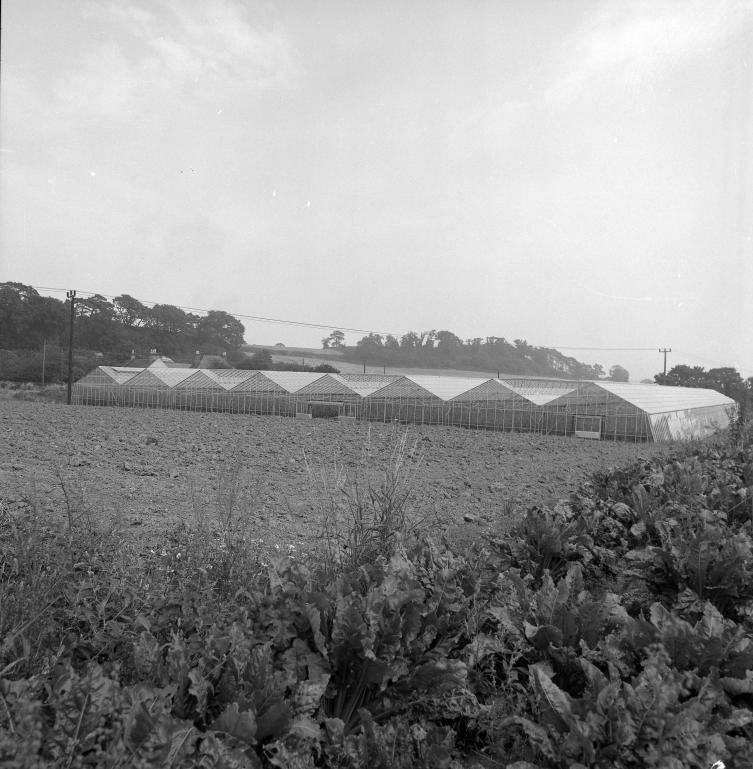 Photograph. Hadfield Garden Centre, Yarmouth Road (North Walsham Archive).