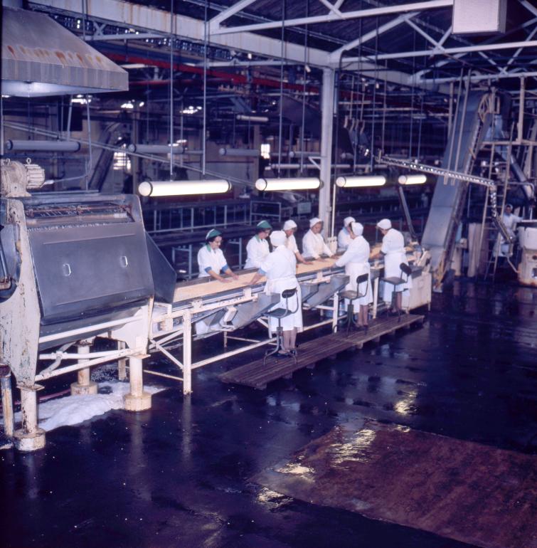 Photograph. HP Smedleys Factory Floor, Norwich Road (North Walsham Archive).