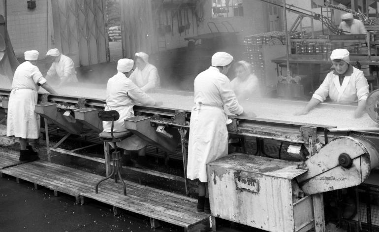 Photograph. HP Smedleys Factory Floor, Norwich Road (North Walsham Archive).