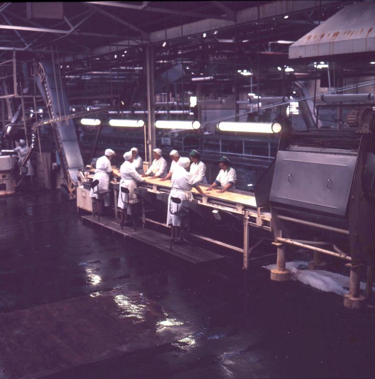 Photograph. HP Smedleys Factory Floor, Norwich Road (North Walsham Archive).