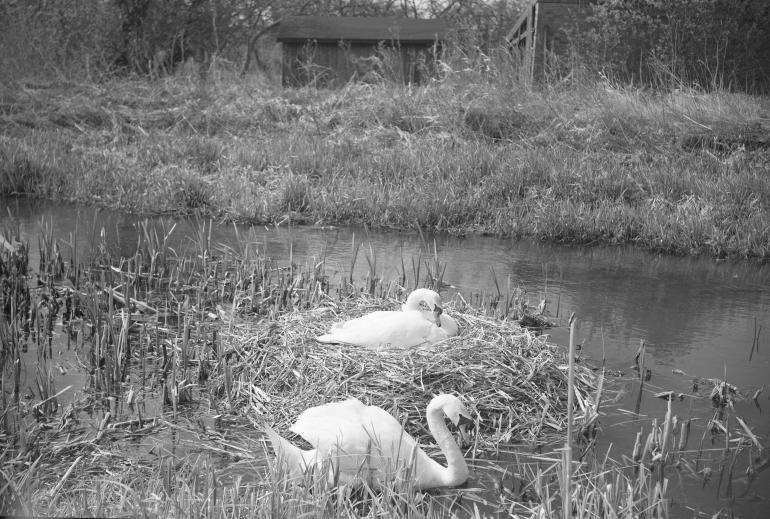 Photograph. Royston Bridge, Bacton Road, North Walsham (North Walsham Archive).