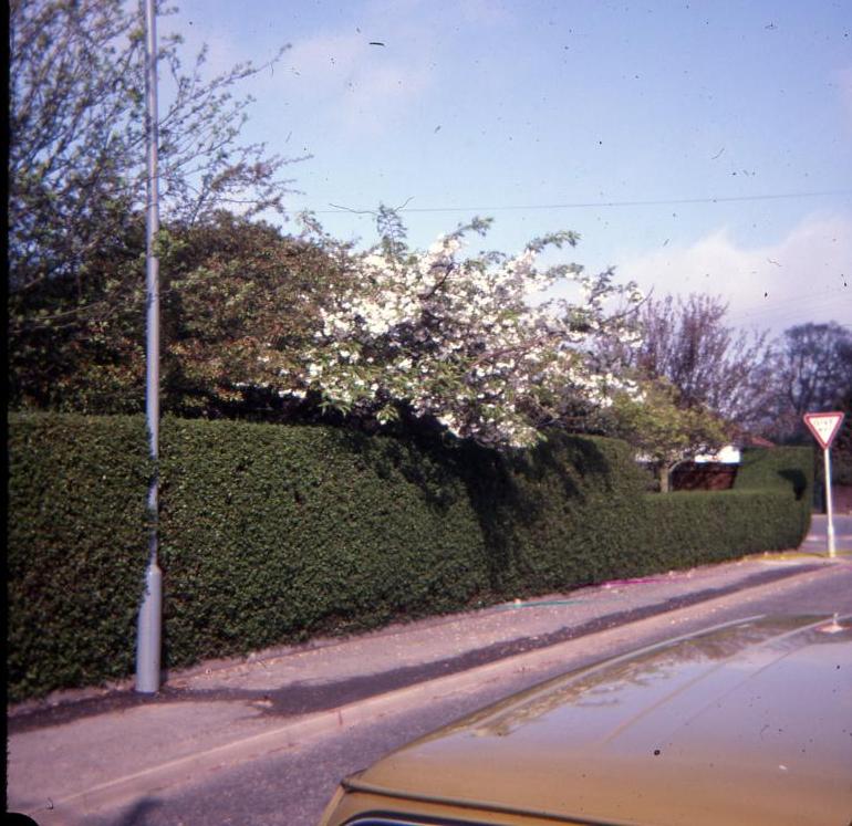 Photograph. Yarmouth Road, North Walsham (North Walsham Archive).